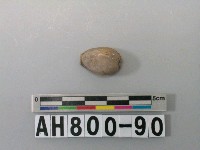 藏品(貝類)的圖片